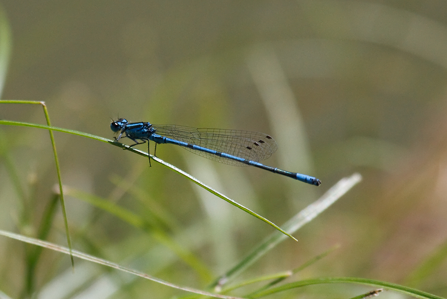 Coenagrion puella  - Arenzano (Ge)